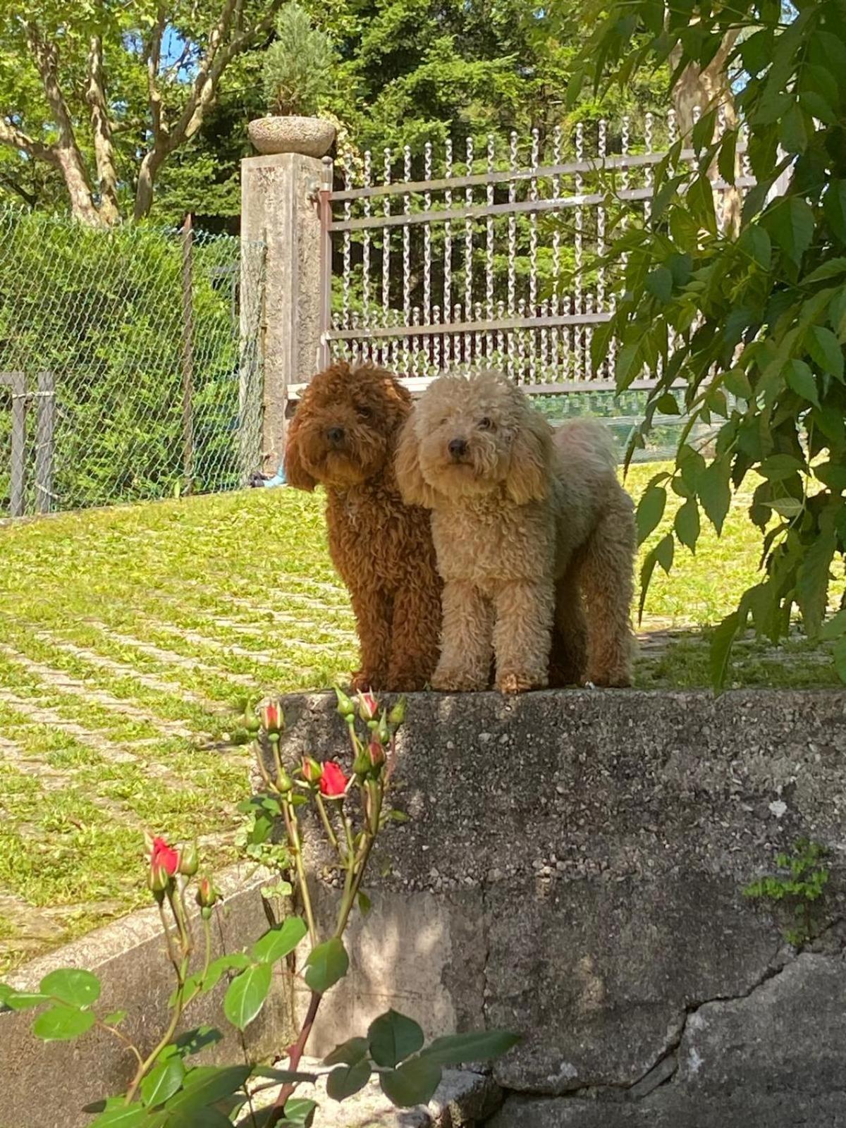 Casa Bosco Apartman Levico Terme Kültér fotó